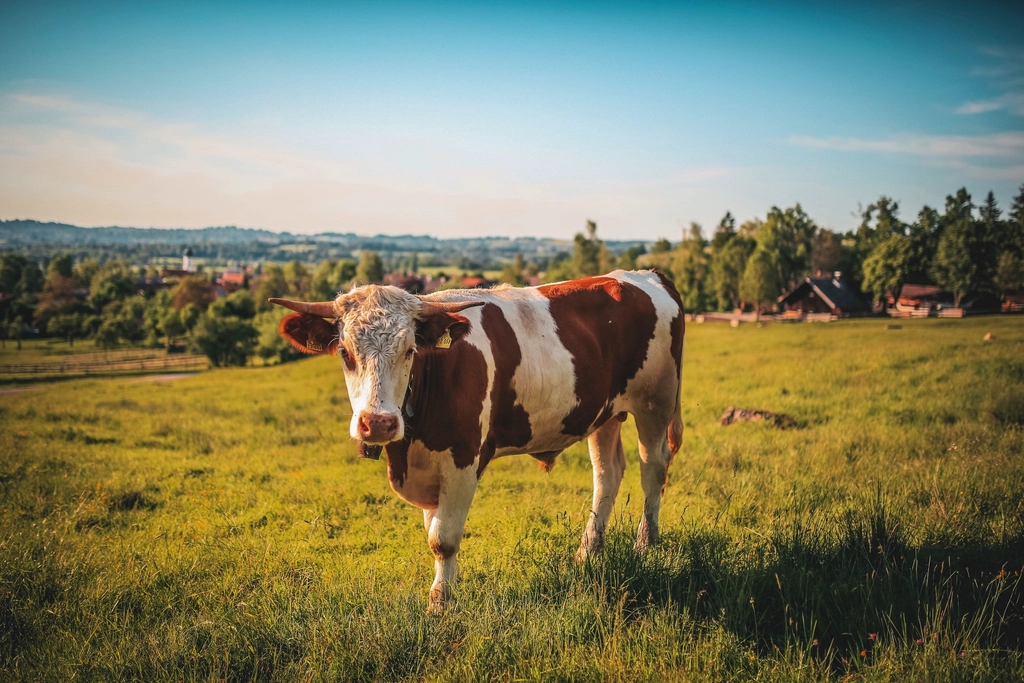 Free spotted cow standing farmland